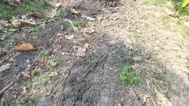 ASMR Traditional Rice Field in Java Vlog смотреть онлайн