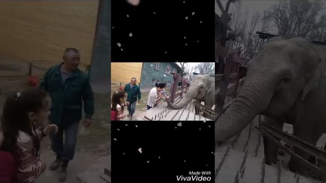 Зоопарк Алматы 07 апреля 2018 смотреть онлайн