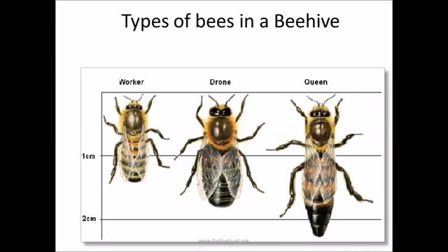 Beehive removal? How to conserve Urban beehives?- A Bee sensitization talk by Apoorva B V смотреть онлайн