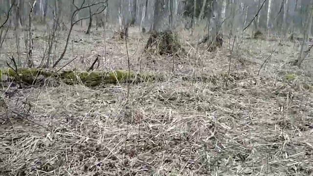 #5-23 Поиск рогов в Налибокской пуще, март 2023, 16-tak 3,8 kg, zrzuty poroże jelenia 2023 смотреть онлайн