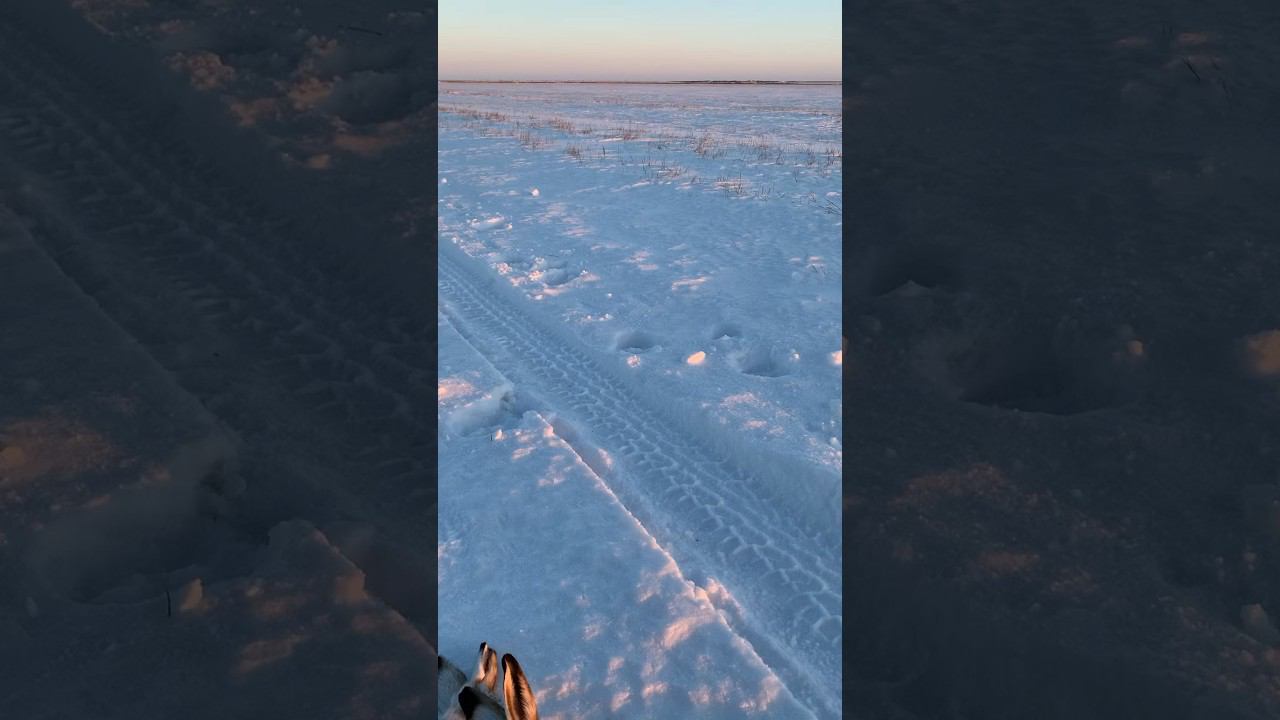 Охота в -25 #охота #охотаназайца смотреть онлайн