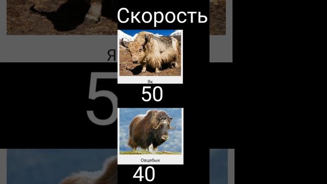 ОВЦЕБЫК ПРОТИВ ЯК смотреть онлайн