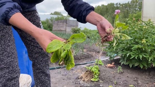 Примулы. Пересадка. Деление.