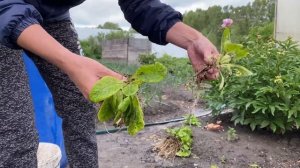 Примулы. Пересадка. Деление.