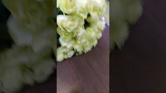 Super Premium сорт роз Mondial. Выведен в 1993г. в Германии.