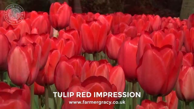 Tulip 'Red Impression' - FarmerGracy.co.uk