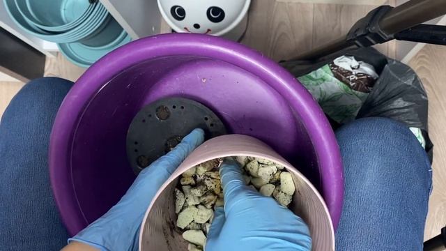 Пересадка женского счастья. Свежая стрижка для спатифиллума, как санитарный и эстетический уход. смотреть онлайн