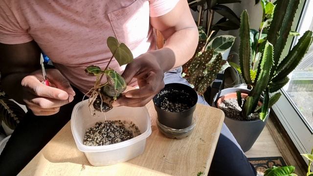 Anthurium Regale x Magniaficum Chonk Update with Bonus Repot смотреть онлайн