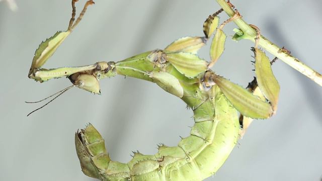 Самка австралийскго палочника (Extatosoma tiaratum) смотреть онлайн