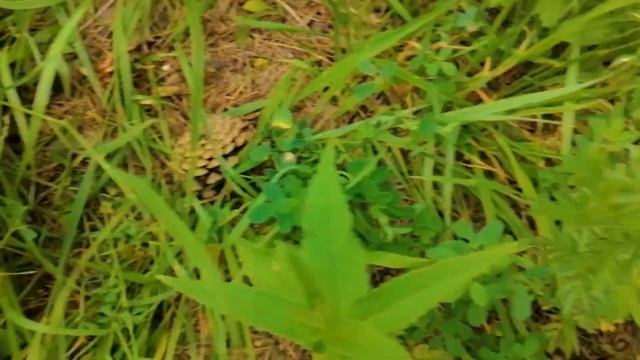 Первые летние грибы в июне 2021 - Подберезовики, подосиновики, маслята и бонусом рыжик