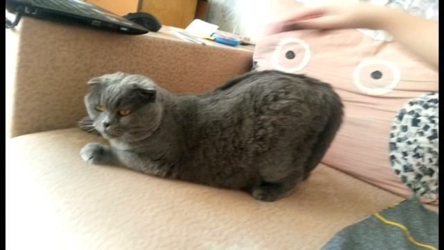 Можно ли брать в дом взрослую кошку? смотреть онлайн