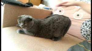 Можно ли брать в дом взрослую кошку?