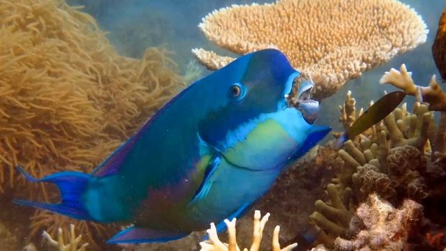 Голубая рыба-попугай (Blue parrotfish) смотреть онлайн