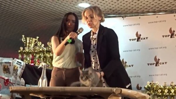 PENZA TOP CAT FINAL 2015 show Maine Coon