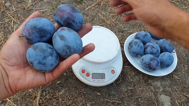 СЛИВА НЕНЬКА!!! PLUM NENKA!!! смотреть онлайн