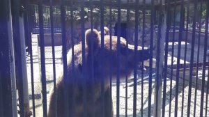 Роев Ручей | Зоопарк Красноярска. Удивительные животные.