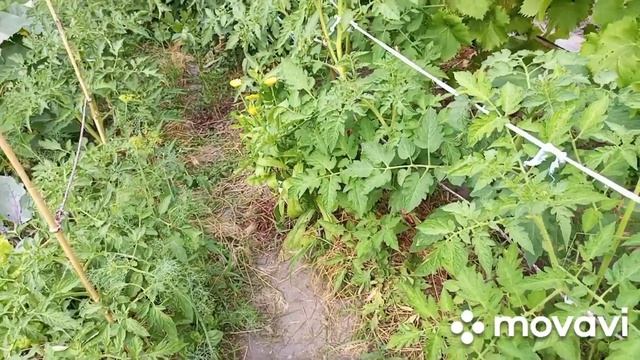 23.06.2023.ВАШЕМУ ВНИМАНИЮ МОЯ МИНИ ДАЧА!!! смотреть онлайн