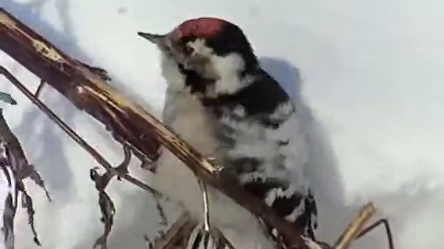 Lesser Spotted Woodpecker / Малый пёстрый дятел / Dendrocopos minor смотреть онлайн