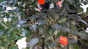 Как сохранить бальзамины зимой в условиях квартиры