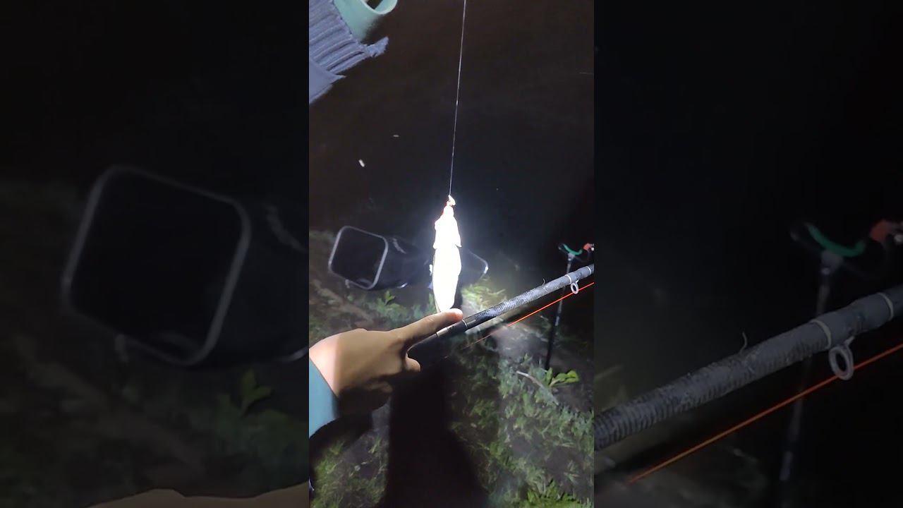 Ночная рыбалка на Оке. #рыбалка #fishing #viral #top #рыбаки #лещнафидер #густера #carpfishing #carp смотреть онлайн