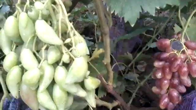 Сорта винограда Криптон, Фламенко и Любава на 25 июля смотреть онлайн