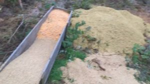 КАК ПРИМАНИТЬ КАБАНА? Устанавливаю фотоловушку на новой кормушке!