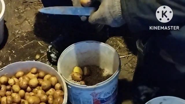 Всего одно утро с коровами и не только. смотреть онлайн