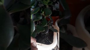 Крассула (толстянка).Уход в домашних условиях.