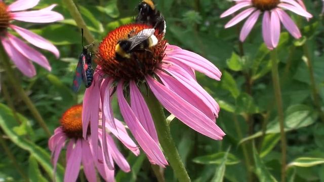 Горошковая пестрянка смотреть онлайн