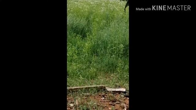 Нашол волка возле машины ???? смотреть онлайн