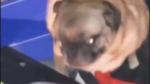 Мопс танцует 1 час