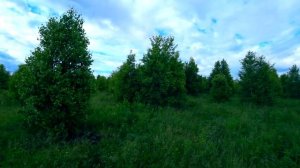 ИВАН ЧАЙ ИЛИ КИПРЕЙ|СКОЛЬКО МОЖНО ЗАРАБОТАТЬ НА СБОРЕ ИВАН ЧАЯ