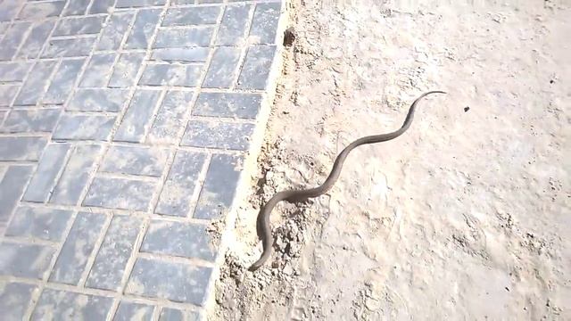 УКЛАДКА ТРОТУАРНОЙ ПЛИТКИ ФЭМ НА ДОРОГЕ ОБЩЕГО ПОЛЬЗОВАНИЯ "ГРАНИТ-БУД-ИНВЕСТ" 099 612 63 97 смотреть онлайн