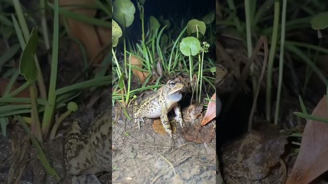 Невероятная природа