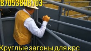 Раскол крс. Загоны для крс