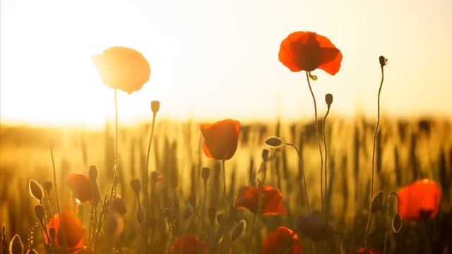 Успокающая музыка на пианино смотреть онлайн