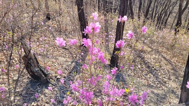 Где то багульник на сопках цветет.