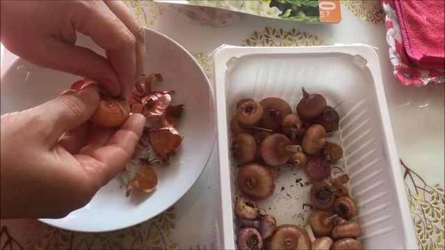 Когда и как нужно очищать луковицы гладиолуса от старой шелухи. смотреть онлайн