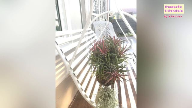 ทิวแลนเซีย Tillandsia Ionantha Planch.#บ้านสับปะรดสี #ที่เลี้ยงง่าย สุขใจมีเฮราคาดีดีหาปลูกได้ смотреть онлайн