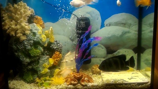 Псевдо Морской Аквариум с цихлидами. смотреть онлайн