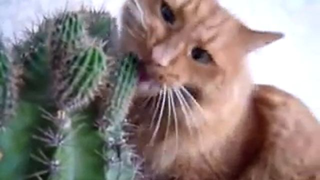 Вкусный кактус смотреть онлайн