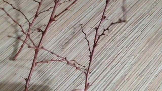 Черенкование барбариса ? весной