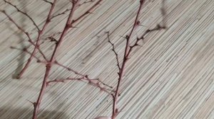 Черенкование барбариса ? весной