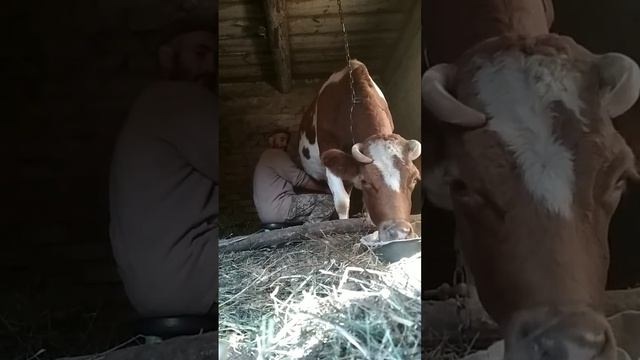 Придбав молочну козу 6+, Красуля