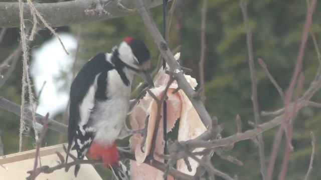 Дятел Ворона Сало / все птицы любят САЛО зимой / КОШКА планирует охоту смотреть онлайн