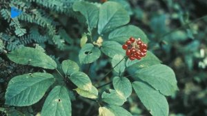 8 Класс - География - Биологические ресурсы. Охрана растительного и животного мира