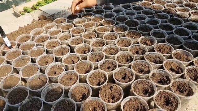 СУПЕР ОБЫЧНЫЙ СПОСОБ посева ОГУРЦА на рассаду в апреле смотреть онлайн