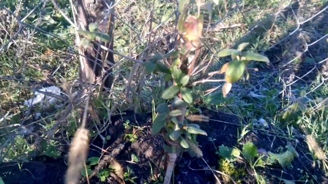 Жимолость японская(Lonicera japonica) Halliana смотреть онлайн