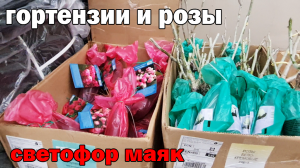 Группа магазинов СВЕТОФОР.МАЯК.Привезли саженцы гортензий и роз по бюджетной цене.Консервы  мясо