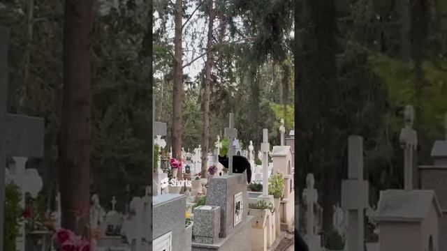 Кот, кладбище, на кладбище, могилы, могила, животные, Кипр